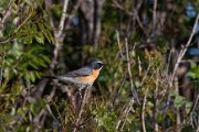 White-throated robin