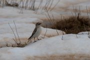 White-winged snowfinch