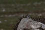 White wagtail