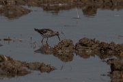 Wood sandpiper