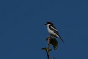 Woodchat shrike