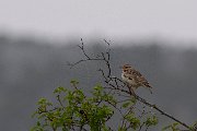 Woodlark