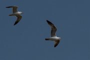 Yellow-legged gull