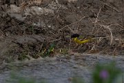 Yellow wagtail