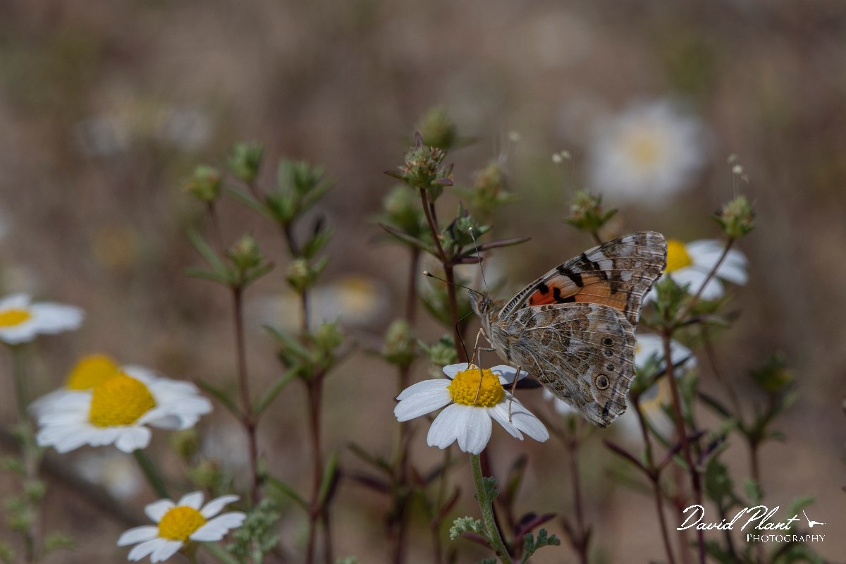 DPPhotography - Turkey - Painted lady - A.jpg - Painted lady - Side Ruins, Antalya, Turkey