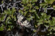 DPPhotography - Turkey - Eastern festoon - A
