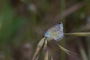 DPPhotography - Turkey - Green-underside blue - A