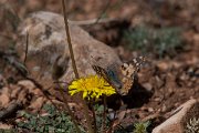 DPPhotography - Turkey - Painted lady - B