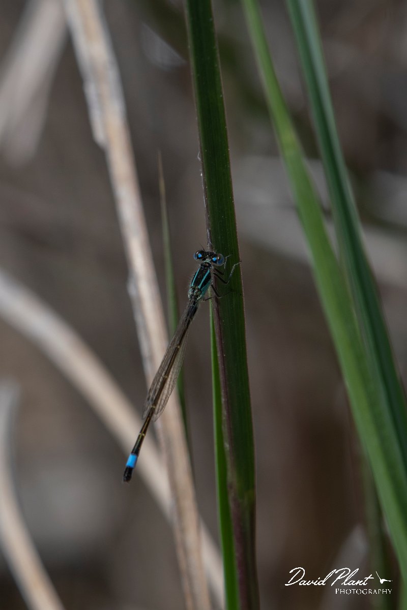 DPPhotography - Turkey - Common bluetail - A.jpg - Common bluetail - Land East of Manavgat River, Antalya, Turkey