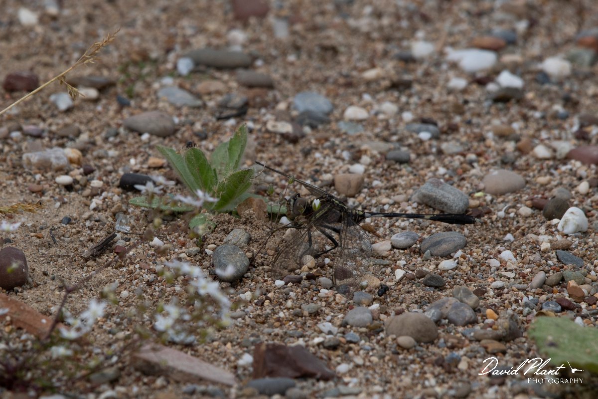 DPPhotography - Turkey - Slender skimmer - A.jpg - Slender skimmer - Land East of Manavgat River, Antalya, Turkey