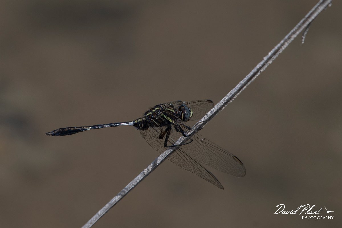 DPPhotography - Turkey - Slender skimmer - B.jpg - Slender skimmer - Land East of Manavgat River, Antalya, Turkey