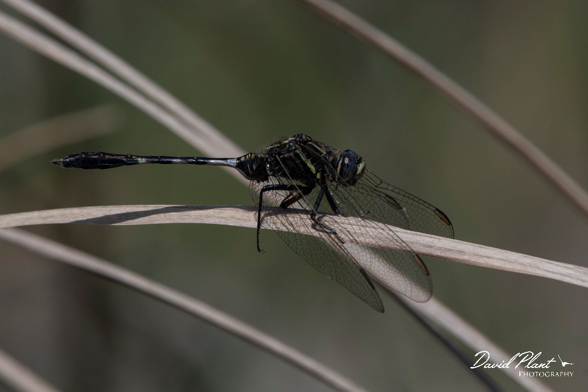 DPPhotography - Turkey - Slender skimmer - C.jpg - Slender skimmer - Land East of Manavgat River, Antalya, Turkey
