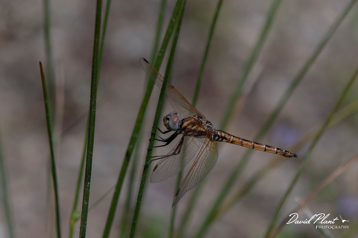 DPPhotography - Turkey - Violet dropwing - A.jpg - Violet dropwing - Land East of Manavgat River, Antalya, Turkey