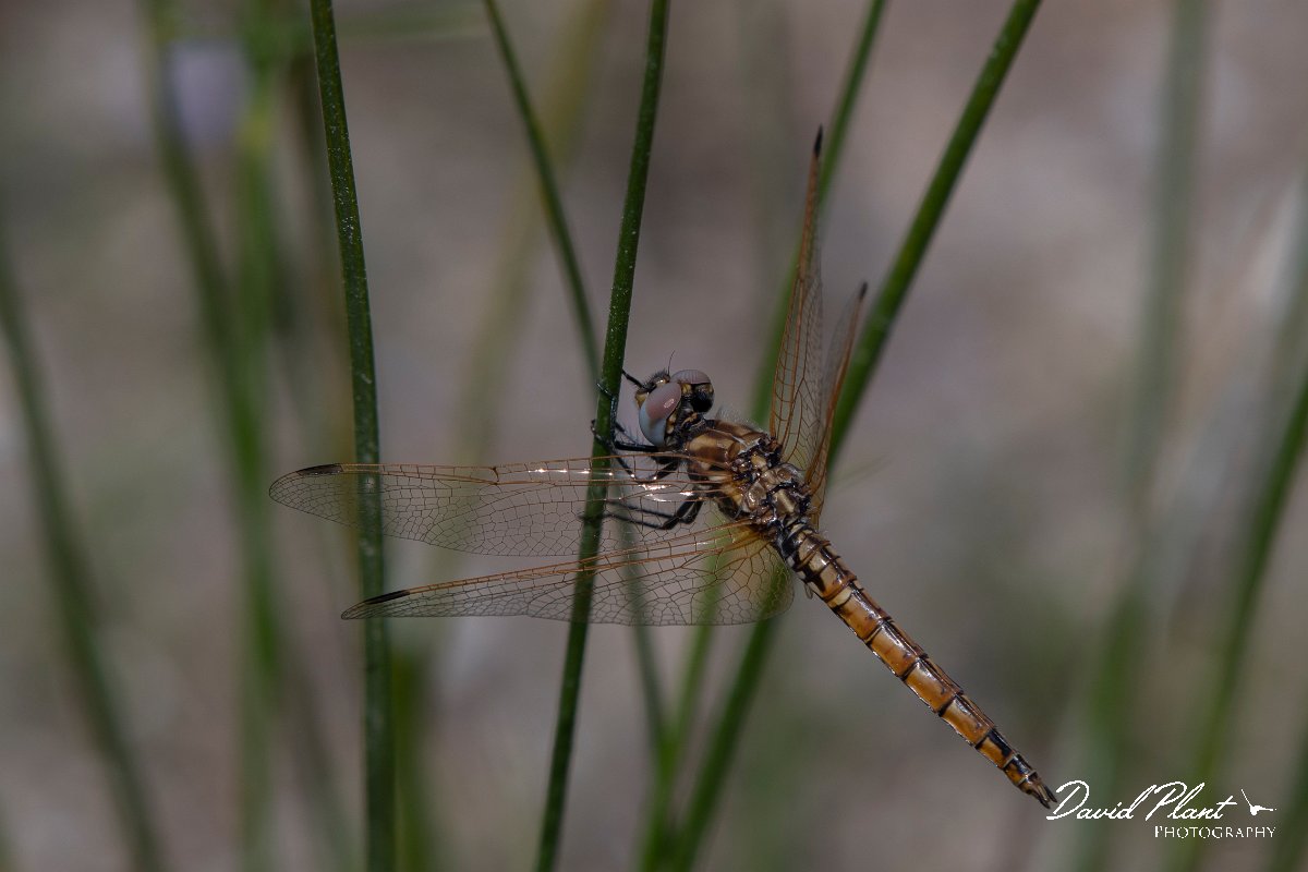 DPPhotography - Turkey - Violet dropwing - B.jpg - Violet dropwing - Land East of Manavgat River, Antalya, Turkey