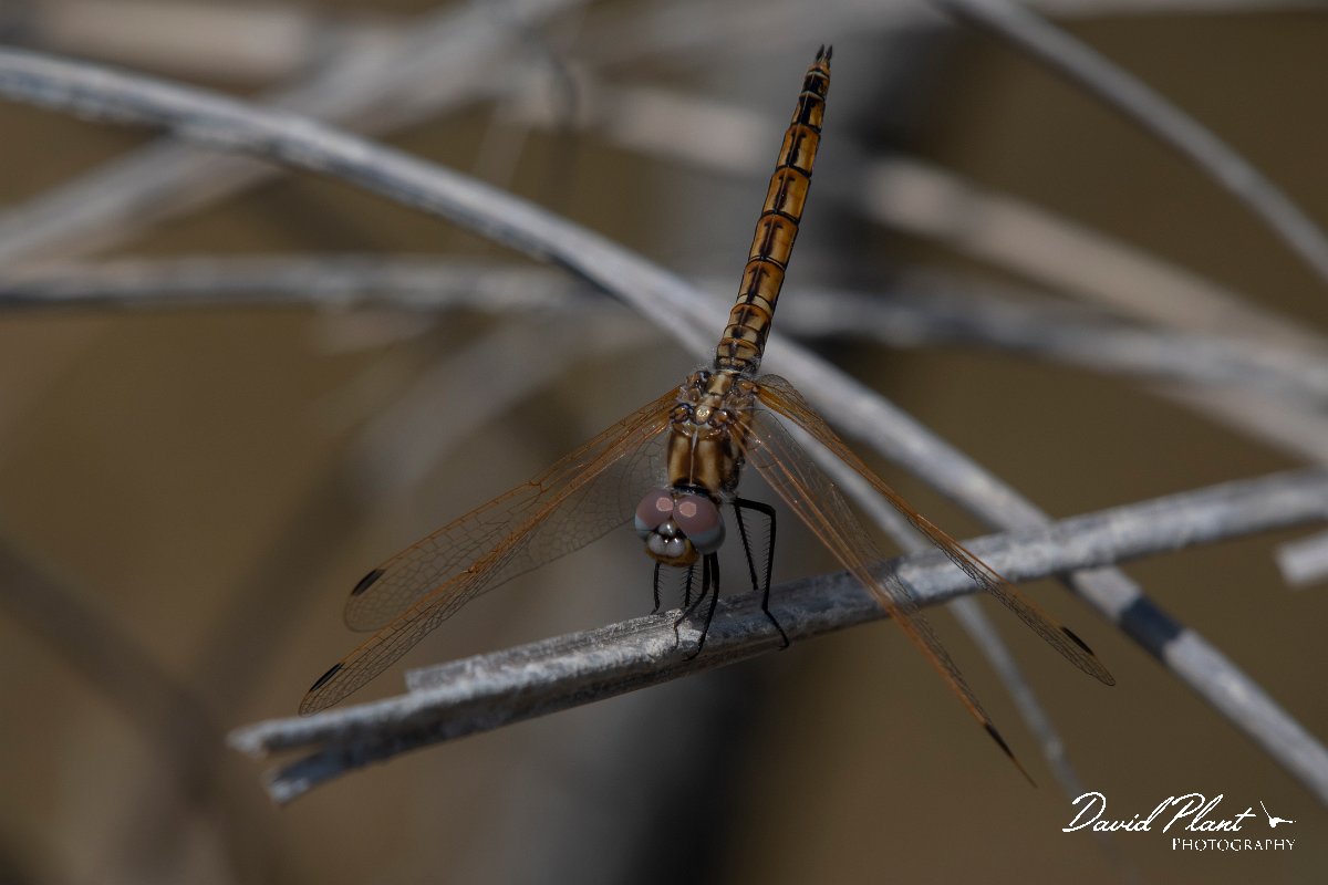 DPPhotography - Turkey - Violet dropwing - C.jpg - Violet dropwing - Land East of Manavgat River, Antalya, Turkey
