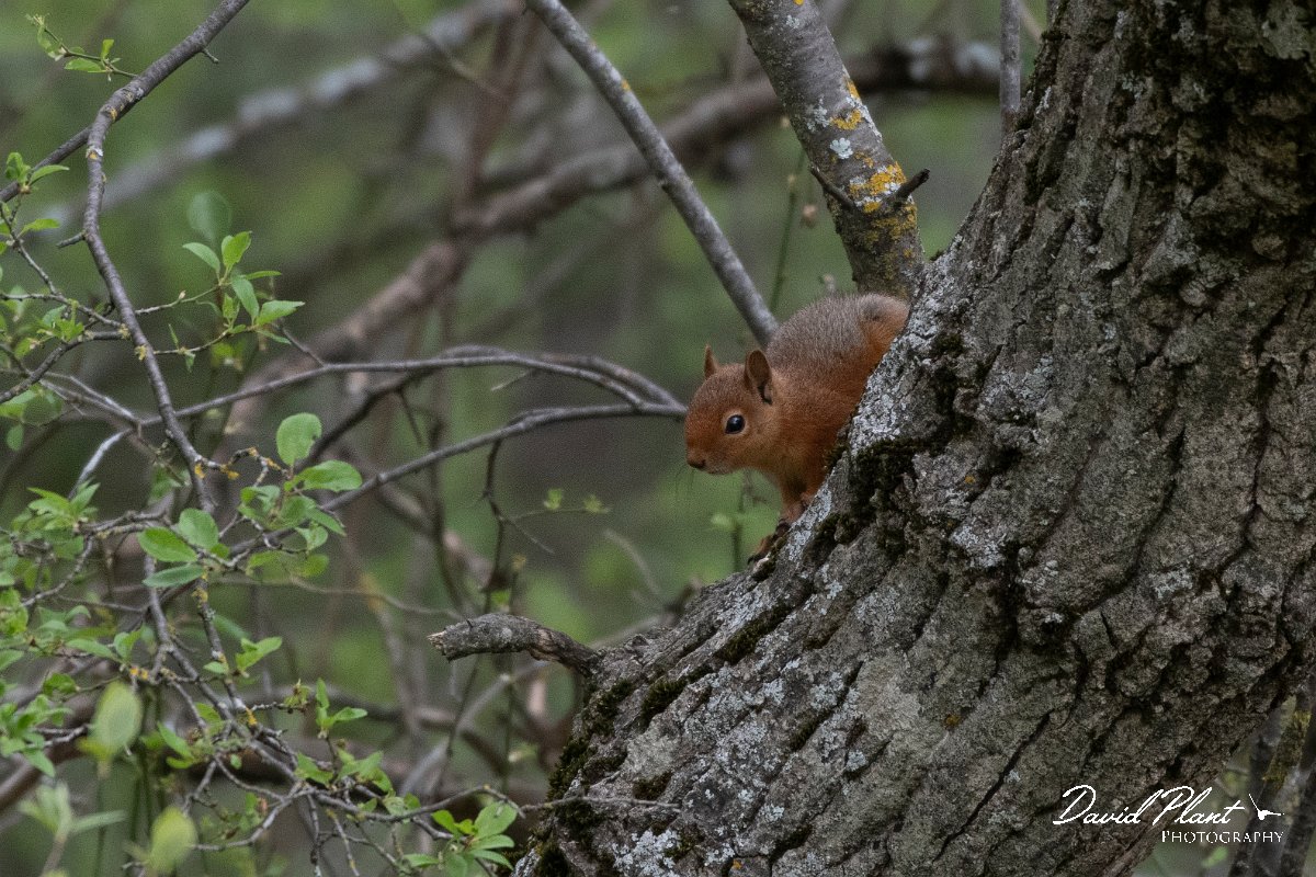 DPPhotography - Turkey - Caucasian squirrel - B.jpg - Caucasian squirrel - Akseki walled plantation area, Antalya, Turkey