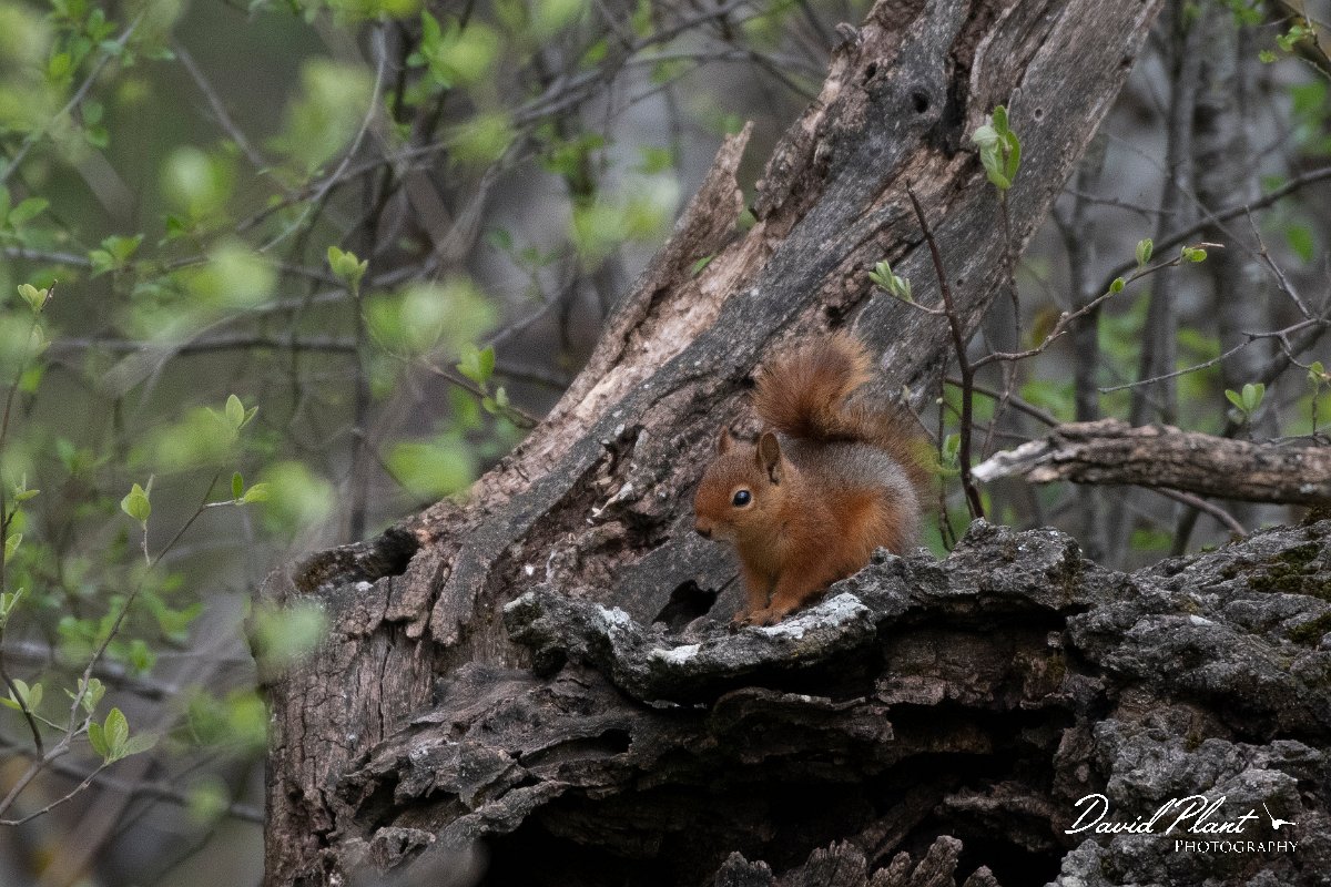 DPPhotography - Turkey - Caucasian squirrel - C.jpg - Caucasian squirrel - Akseki walled plantation area, Antalya, Turkey