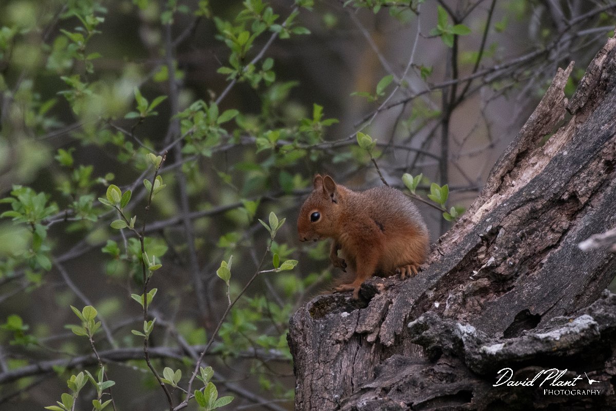 DPPhotography - Turkey - Caucasian squirrel - D.jpg - Caucasian squirrel - Akseki walled plantation area, Antalya, Turkey