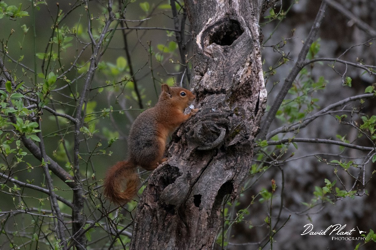 DPPhotography - Turkey - Caucasian squirrel - E.jpg - Caucasian squirrel - Akseki walled plantation area, Antalya, Turkey