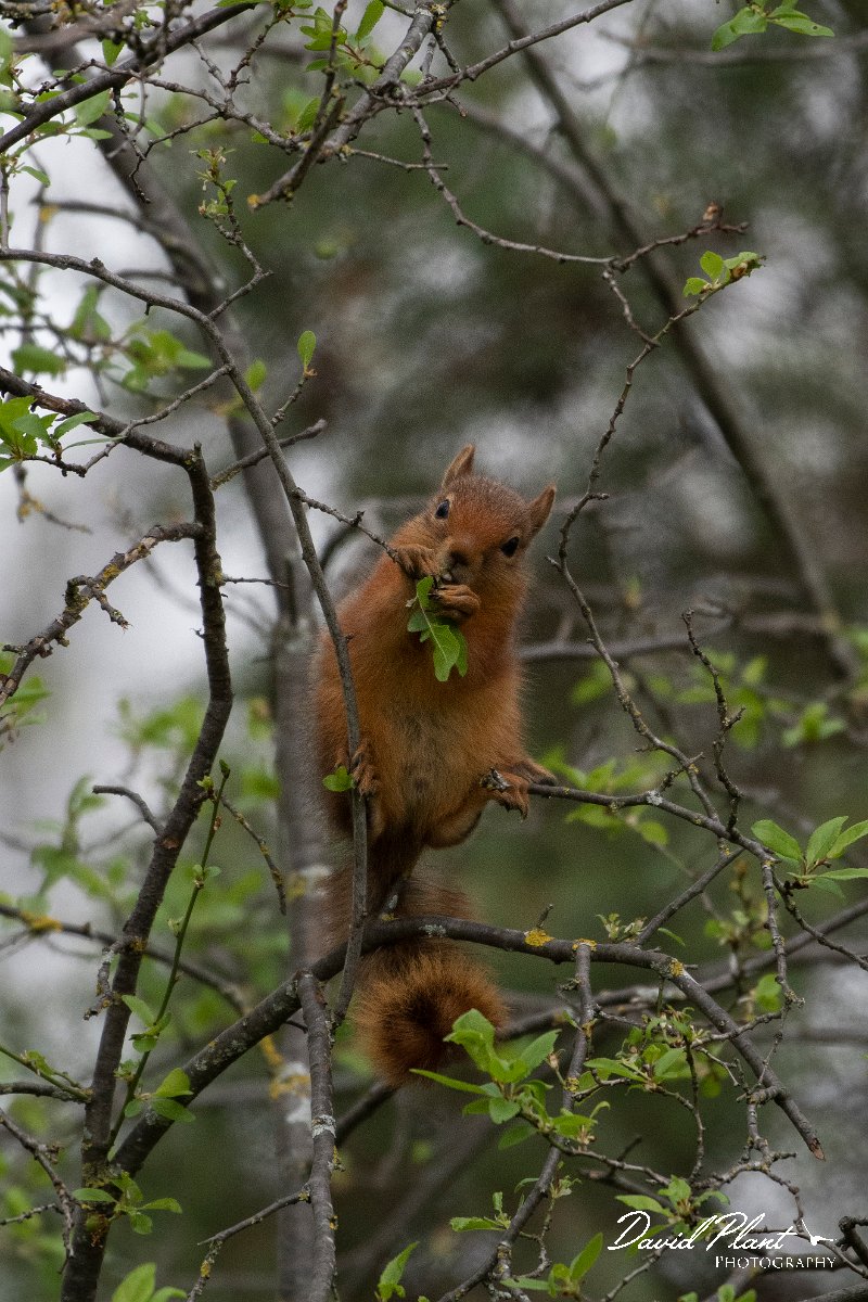 DPPhotography - Turkey - Caucasian squirrel - F.jpg - Caucasian squirrel - Akseki walled plantation area, Antalya, Turkey