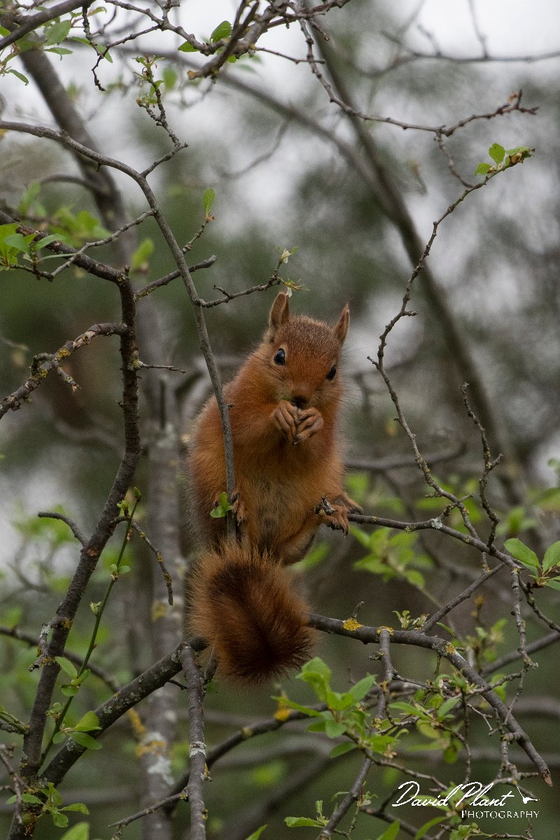DPPhotography - Turkey - Caucasian squirrel - G.jpg - Caucasian squirrel - Akseki walled plantation area, Antalya, Turkey