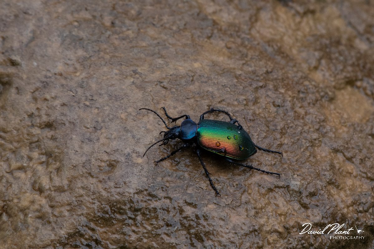 DPPhotography - Turkey - Forest caterpillar hunter, Calosoma sycophantal - A.jpg - Forest caterpillar hunter, Calosoma sycophanta - Oymapinar Reservoir, Antalya, Turkey