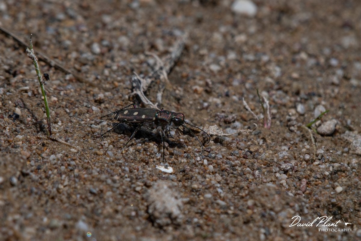 DPPhotography - Turkey - Littoral tiger beetle, Calomera littoralis - A.JPG - Littoral tiger beetle, Calomera littoralis - Land East of Manavgat River, Antalya, Turkey