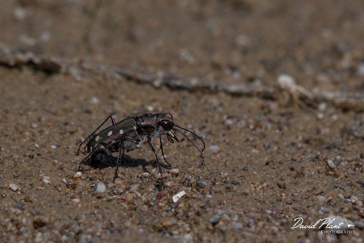 DPPhotography - Turkey - Littoral tiger beetle, Calomera littoralis - B.JPG - Littoral tiger beetle, Calomera littoralis - Land East of Manavgat River, Antalya, Turkey
