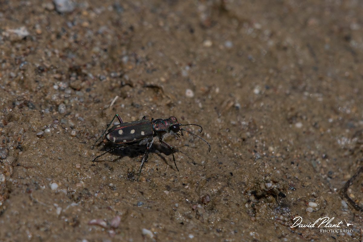 DPPhotography - Turkey - Littoral tiger beetle, Calomera littoralis - C.JPG - Littoral tiger beetle, Calomera littoralis - Land East of Manavgat River, Antalya, Turkey