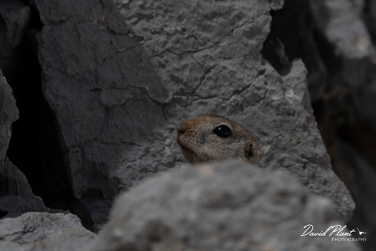DPPhotography - Turkey - Taurus ground squirrel - B.jpg - Taurus ground squirrel - Cimikoy Plateau, Antalya, Turkey