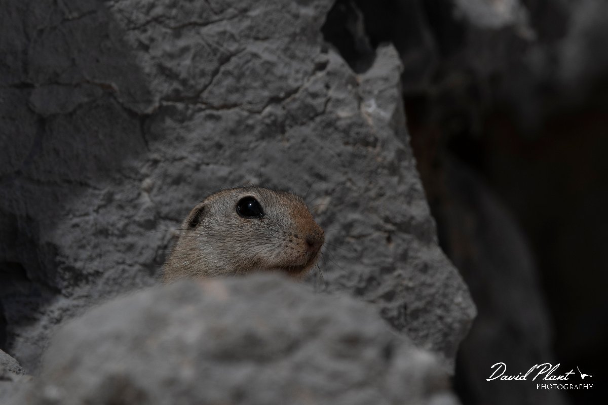 DPPhotography - Turkey - Taurus ground squirrel - C.jpg - Taurus ground squirrel - Cimikoy Plateau, Antalya, Turkey