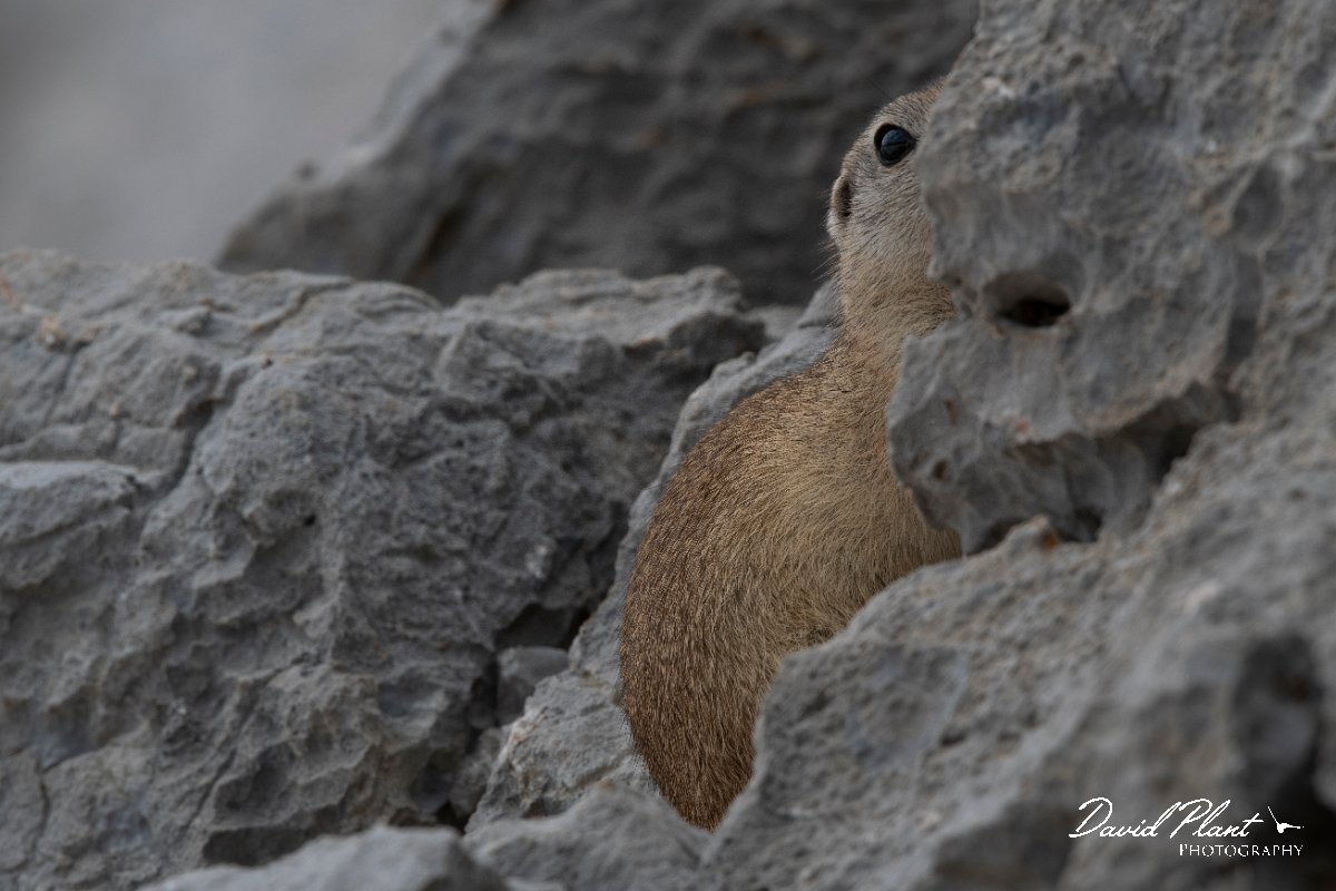 DPPhotography - Turkey - Taurus ground squirrel - D.jpg - Taurus ground squirrel - Cimikoy Plateau, Antalya, Turkey