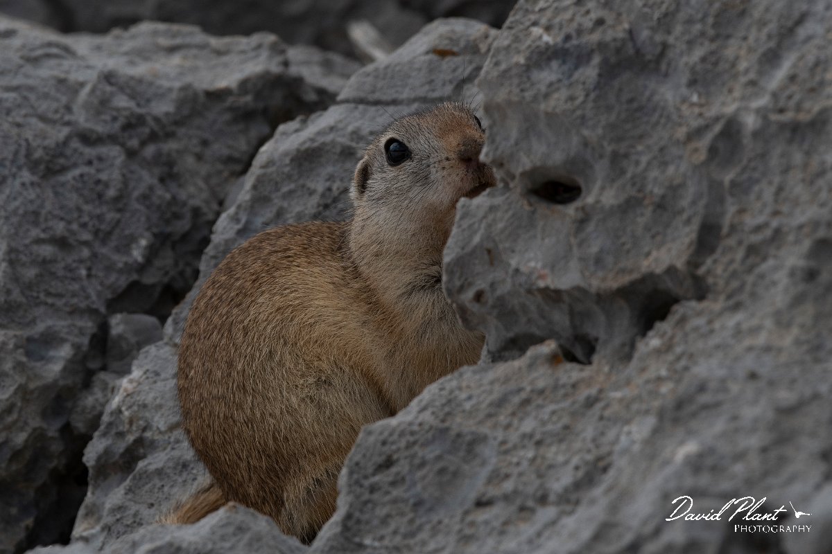 DPPhotography - Turkey - Taurus ground squirrel - E.jpg - Taurus ground squirrel - Cimikoy Plateau, Antalya, Turkey