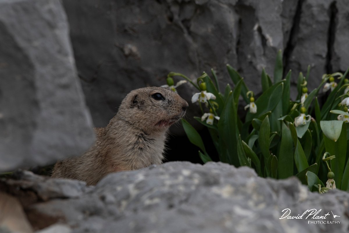 DPPhotography - Turkey - Taurus ground squirrel - F.jpg - Taurus ground squirrel - Cimikoy Plateau, Antalya, Turkey