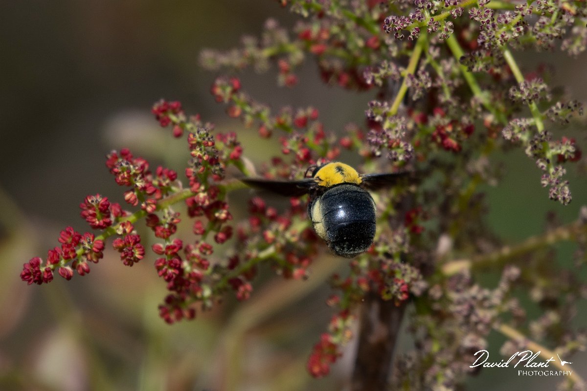 DPPhotography - Turkey - Xylocopa pubescens - B.jpg - Xylocopa pubescens - Side ruins, Antalya, Turkey
