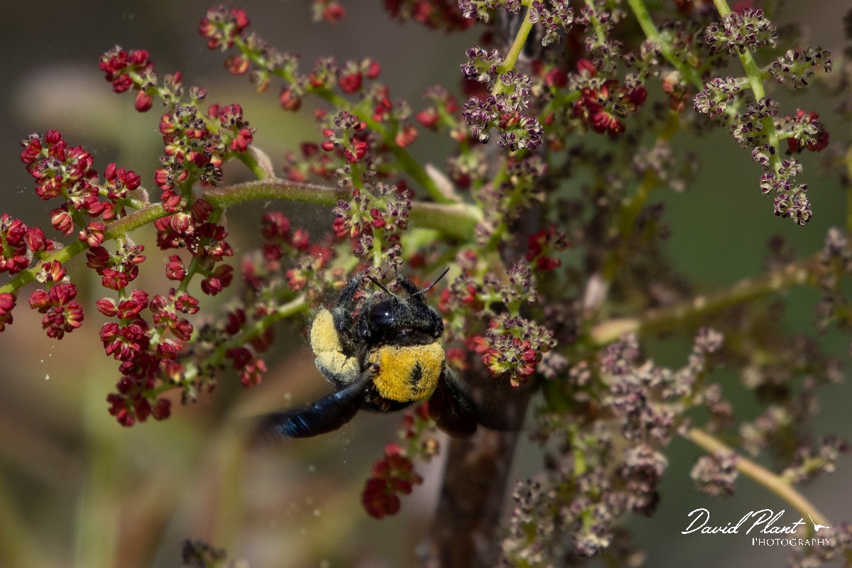 DPPhotography - Turkey - Xylocopa pubescens - C.jpg - Xylocopa pubescens - Side ruins, Antalya, Turkey