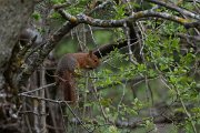 DPPhotography - Turkey - Caucasian squirrel - A