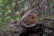 DPPhotography - Turkey - Caucasian squirrel - C