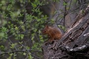 DPPhotography - Turkey - Caucasian squirrel - D