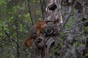 DPPhotography - Turkey - Caucasian squirrel - E