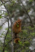 DPPhotography - Turkey - Caucasian squirrel - F