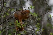 DPPhotography - Turkey - Caucasian squirrel - H