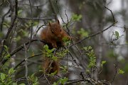 DPPhotography - Turkey - Caucasian squirrel - I