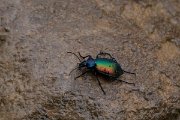 DPPhotography - Turkey - Forest caterpillar hunter, Calosoma sycophantal - A