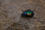 DPPhotography - Turkey - Forest caterpillar hunter, Calosoma sycophantal - B