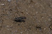 DPPhotography - Turkey - Littoral tiger beetle, Calomera littoralis - C