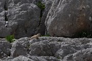 DPPhotography - Turkey - Taurus ground squirrel - A