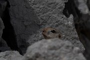 DPPhotography - Turkey - Taurus ground squirrel - B