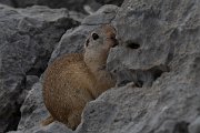 DPPhotography - Turkey - Taurus ground squirrel - E