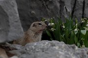 DPPhotography - Turkey - Taurus ground squirrel - F